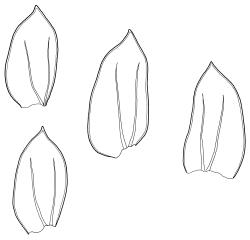 Cyclodictyon blumeanum, four leaves. Drawn from C.J. West 2/4, CHR 548139.
 Image: R.C. Wagstaff © Landcare Research 2016 